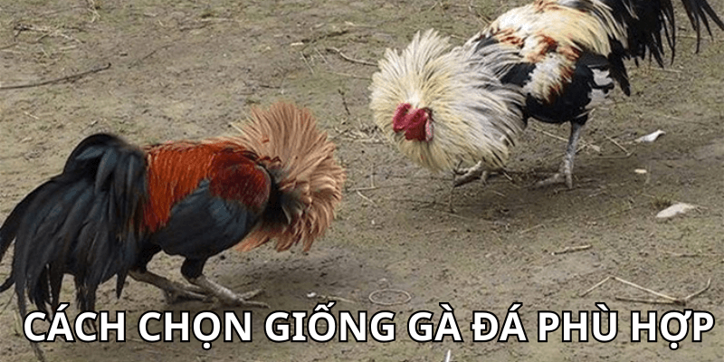 Cách chọn giống gà đá phù hợp