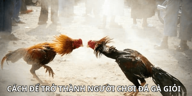 cách để trở thành người chơi đá gà giỏi