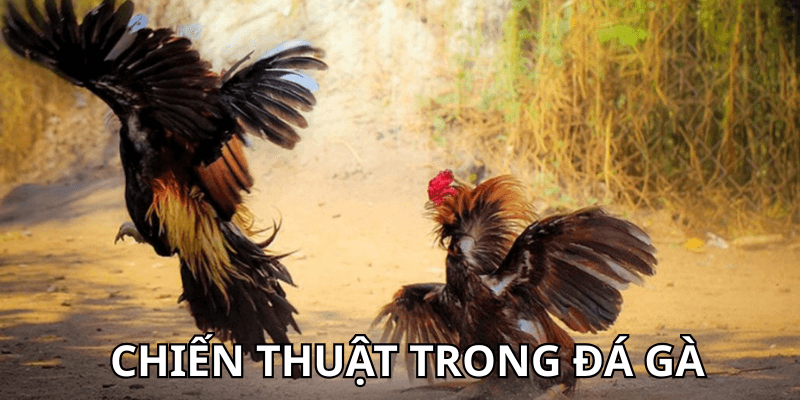 chiến thuật trong đá gà