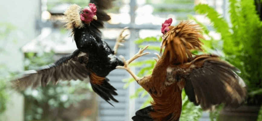 Tổng quan về đá gà cựa dao